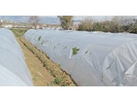 Çilek serasının naylonlarını kesip paramparça ettiler