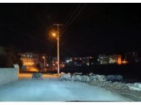 Mersin’de aç kalan domuz sürüleri şehir merkezine indi