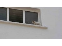 Okulun kedisi okulda mahsur kalıp pencereye çıktı, ekipler alarma geçti