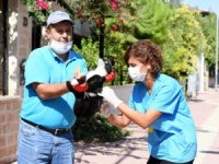 Konyaaltı Belediyesi'nden kuduz aşısı çalışması