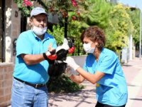 Konyaaltı Belediyesi'nden kuduz aşısı çalışması