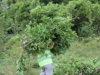 Defne ormanları köylülerin gelir kapısı oldu