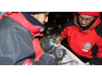 Yavru kedi saatler sonra enkaz altından canlı çıktı