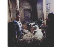 Bayburtlu besiciler ahırlarındaki hayvanlarını depremzedeler için bağışlıyor