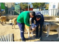 Sokak hayvanlarına sahip çıkıldı