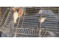 Yüzyılın felaketinde enkaz altından 6 kafes kanarya çıkardılar