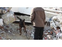 Hasta olmasına rağmen "Tetik" hassas burnu ile 33 kişinin kurtarılmasını sağladı