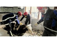Hatay’da enkaz altında kalan inek kurtarıldı