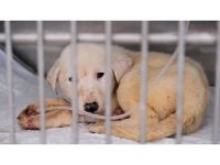 Deprem bölgesindeki can dostlar Didim Belediyesi’ne emanet