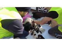 8’inci Komando Tugayı Hatay’daki Hayvan Bakım ve Rehabilitasyon Merkezine mamaları ulaştırdı