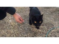 Gönüllüler, 164 saat sonra enkazdan bir kedi kurtardı
