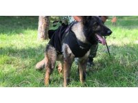 Meksikalı arama-kurtarma köpeği Proteo, yaşlılık nedeniyle hayatını kaybetmiş