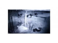 Kümese giren anne ayı ve yavrusu tavukları telef etti