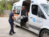 Büyükşehir can dostlarımızın yanında