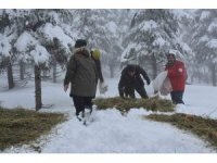 Şırnak’ta yaban hayvanları için yem bırakıldı