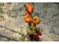 20 bin tohumu toprakla buluşuyor