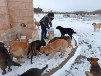 Erzincan’da ‘HAYDİ’ polisleri sokak hayvanlarını mamayla besledi