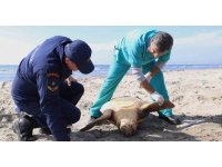 Tekirdağ sahilinde "caretta caretta" ölüsü bulundu