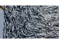 Marmara Denizi ile İstanbul ve Çanakkale Boğazları’nda hamsi avcılığı durduruldu