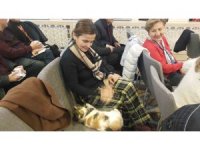 Soğukta üşüyen kedi sanat merkezine sığındı