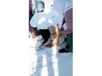 Kafası bidona sıkışan köpeği kadınlar kurtardı