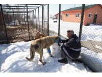 Bingöl’de hasta ve yaralı köpek, tedavi altına alındı