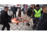 Otomobilin çarptığı karaca tedaviye alındı