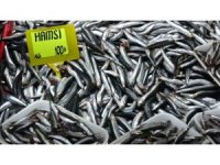 Yasakların ardından irileşen hamsinin kilosu 50 liradan 100 liraya çıktı