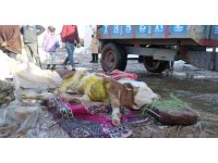 Malatya’da öldü denilen buzağı enkaz altından sağ kurtarıldı