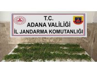 Adana’da 3 bin 250 kök Hint keneviri ele geçirildi