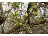 Turfanda örtü altı can erik hasadı başladı