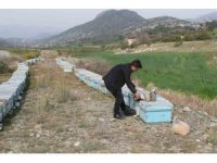 Adana’da kuraklık arıyı da vurdu
