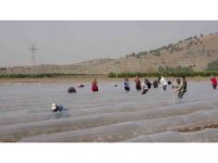 Salçalık biber fideleri toprakla buluştu