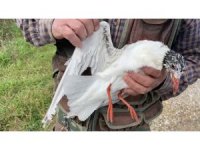 Misina ipine dolanan martıyı temizlik işçisi kurtardı