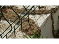 Manavgat’ta çam kese böceği istilası