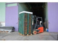 Margarit armudu ve ayvada ihracat hareketliliği