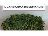 Adana’da 106 kök kenevir bitkisi ele geçirildi