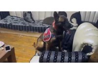 Deve ahırında 2 kilo uyuşturucu daha ele geçirildi