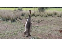 Tilkiyi vurup ağaca astılar