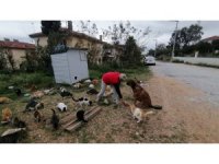 Rus gelin, tek başına 250 kediyi sahiplendi