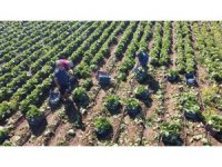 Ramazan’da salatanın vazgeçilmezi marulda hasat: Tarlada 4 TL