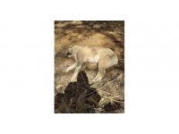 Çoban köpeklerini av tüfeğiyle vurup telef ettiler