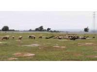 Aç kalan sokak köpekleri bir yılda 30 koyunu telef etti