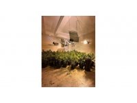 Antalya’da saksılara dikili Hint keneviri ele geçirildi