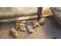 Ağıla giren hırsızlar 2 keçi ile 1 horoz ve 1 civcivli tavuk çaldı