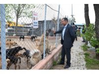 Kemer’de hayvan barınağı incelendi