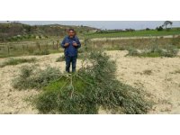 3 dönüm üzerinde bulunan 95 adet zeytin ağacını kesip katlettiler