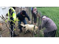 Sahibinin kaybettiği 3 koyunu, jandarma buldu