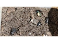 Ormanların kabusu çam kese böceğine karşı ‘Predatör’ hamlesi