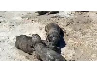 Antalya’da yavru köpeklere beton atık suyu katliamı